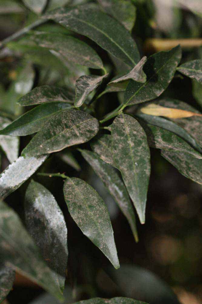              Shade leaves (Riverside, CA)       